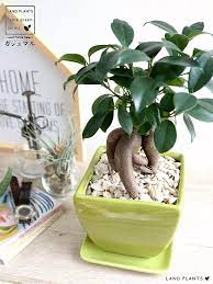 楽天市場 ガジュマル 幹太タイプ 緑色 どっしりとした 台形 陶器鉢 黄色砕石 幸福をもたらす 多幸の樹 精霊 がじゅまるの木 鉢植え 鉢 四角 スクエア 緑 黄緑 グリーン 観葉植物 送料無料 land plants 楽天市場店 ガジュマル 植物栽培 鉢植え