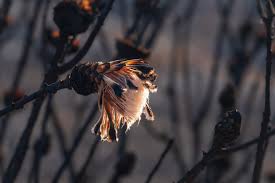 Image result for tbn:XVFRz-6Maj2JLM::www.jolmag.co.za/wildfire/images/Logos/vuvuzela_header.jpg