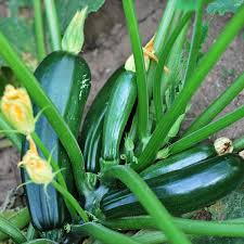 However, they have sprounted and are growing. 8 Vegetables To Plant In June Zone 9 Brown Thumb Mama