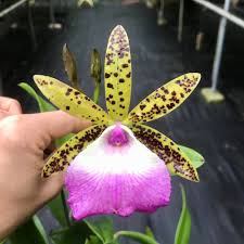 Image result for Cyphia richardsiae