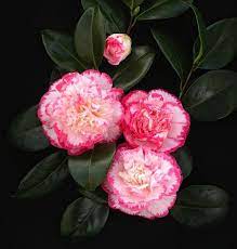 Poyntons Nursery And Garden Centre Plants Camellias Flower Garden Plans Beautiful Flowers Flowers