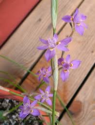 Image result for Moraea simulans