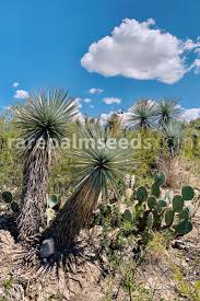My large ric rac cactus is in bud and bloom. Yucca Rigida Blue Yucca Buy Seeds At Rarepalmseeds Com
