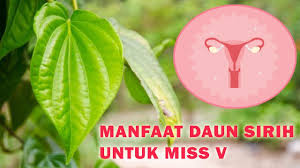 Pemanfaatan daun sirih merah salah satunya untuk mengobati diabetes sedangkan untuk daun sirih hijau, khasiat yang paling manjur sampai saat ini adalah untuk daun sirih juga terbukti bermanfaat bagi wanita, terutama dalam bidang kecantikan wajah. Khasiat Daun Sirih Untuk Miss V Herbal Sehat Wanita Youtube