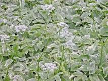 Image result