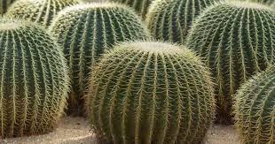 Most cacti need water about once a week when grown indoors. Golden Barrel Cactus Care Guide Growing The Round Cactus