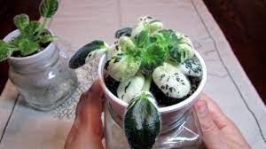 Check spelling or type a new query. African Violet Geyser Of Color Video Diary Part 1 Youtube