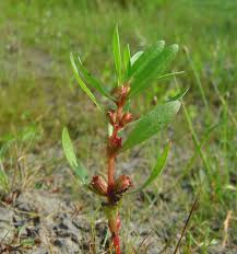Image result for Rotala filiformis