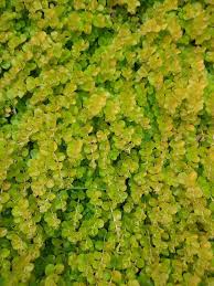 Image result for Lysimachia