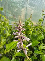 Image result for Salvia stenophylla