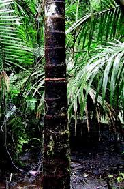 Also known as a wild date palm they can endure a wide variety of. Palm Physiology And Distribution In Response To Global Environmental Change Springerlink