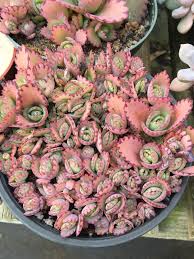 Am to the cactus in the valley, fm6 that's about to crumble down. Pointyplants Cacti And Succulents Planting Succulents Succulent Pots