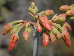 Image result for Cotyledon barbeyi
