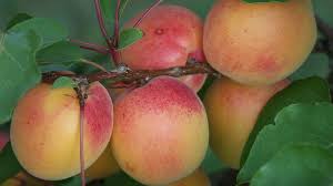 Allerdings müssen sie schon einiges dafür tun, damit die bäume gesund bleiben und sie somit reichlich obst ernten können. Natur Im Garten Die Samtige Rosige Diva Der Obstbaume Gabot De