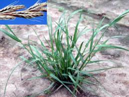 Image result for Lolium multiflorum