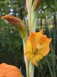 Image result for Gladiolus dalenii