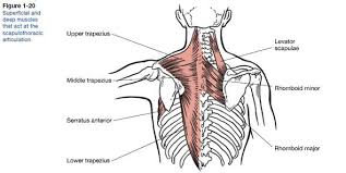What's important to note here is that from. Key Shoulder Muscles And The Rotator Cuff Columnists Hanfordsentinel Com
