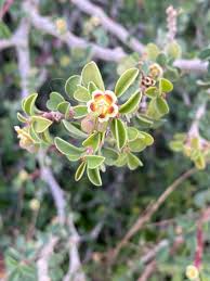 Image result for Euphorbia glanduligera