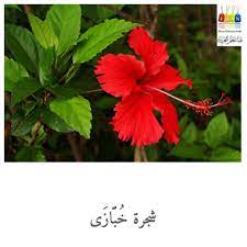 Namun bahasa asing juga cukup populer diantaranya bahasa inggris dan juga sering kita jumpai ucapan selamat ulang tahun dalam bahasa arab. Nama Pokok Dalam Bahasa Arab Nota Bahasa Arab Facebook