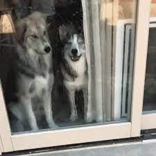 test kakaya poroda sobak mne podhodit