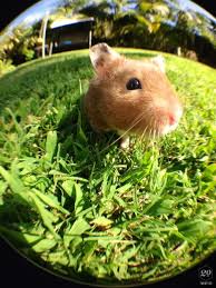 Other settings are already installed by default. Hamster In A Fish Eye Lense Stock Photo Fe97b63b 287f 424c 9b7e 1e81731f1ce2