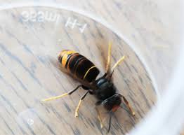 De aziatische hoornaar is een invasieve exoot. Aziatische Hoornaar Verspreidt Zich In Snel Tempo Over Vlaan Het Nieuwsblad Mobile
