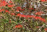 Image result for Combretum paniculatum