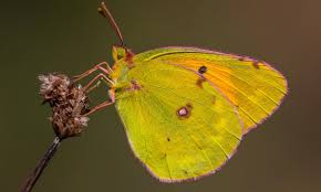 Select from premium clouded yellow butterfly of the highest quality. Real Butterflies Clouded Yellow Animal Mounts Home Living Vadel Com