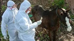 Image result for Glanders