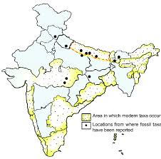 Image result for Achariaceae