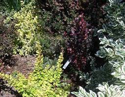 Growing as a deep purple, narrow column, 'helmond pillar' barberry is a versatile landscape plant. Are Helmond Pillar Barberry Bushes Available In Canada Bcliving
