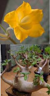 Image result for Riocreuxia torulosa