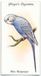 From Nypl Digital Gallery Vintage Birds Parrots Art Birds Painting