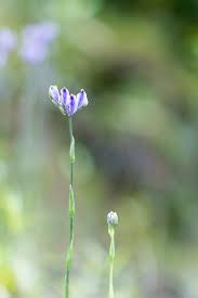 Image result for Burmanniaceae