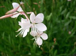 The long wands sway and dance in the breeze, hence the name. 100 White Gaura Whirling Butterflies Gaura Lindheimeri Flower Seeds