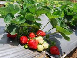 Pemangkasan sebaiknya dipotong menyerong ke dalam supaya bekas potongan tidak terkena hujan. Inilah 7 Panduan Mudah Budidaya Tanaman Buah Strawberry Agar Mampu Tumbuh Optimal Dan Menghasilkan Buah Yang Lebat Jualbenihmurah Com