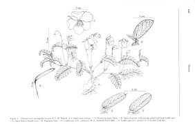 Image result for Chamaecrista zambesica