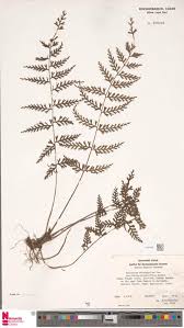 Image result for Tricalysia vanroechoudtii