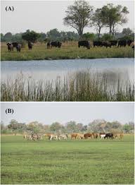 Image result for Loudetia kagerensis