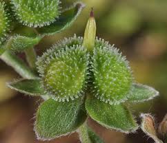 Image result for Cynoglossum hispidum