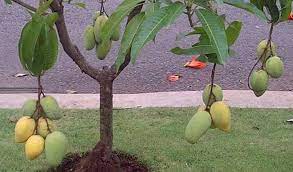 Pastinya anda tertarik untuk menanam buah tin ini dalam pot, sebab jika berbuah nanti manfaat buahnya akan sangat baik sekali bagi kesehatan. 9 Cara Menanam Mangga Agar Buah 3 Kali Lebih Besar
