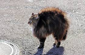 If your pet is showing such. 8 Ways Your Cat Tries Telling You About An Invader