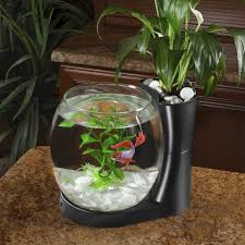 Gordie 0 75 Gallon Betta Planter Aquarium Bowl Fish Tank Aquariums For Sale Aquarium