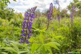 Hier erfährst du, worauf du bei lupinen in lebensmitteln achten solltest. Susslupinenkerne Als Gesunde Heimische Proteinquelle