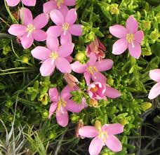 Image result for Chironia