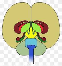 Free Png Brain Clip Art Download Pinclipart Free icons of brain in various ui design styles for web, mobile, and graphic design projects. free png brain clip art download