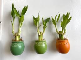 Colorful Magnetic Planter Including Bamboo