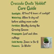 We did not find results for: Crassula Ovata Hobbit Tips For Growing Hobbit Jade Plant