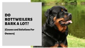 Do Rottweilers Bark A Lot Causes And Solutions For Owners Rottweiler Mix Puppies Rottweiler Rottweiler Mix