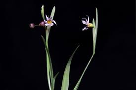 Image result for Sisyrinchium micranthum
